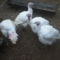 سلام بوقلمون گوشتی