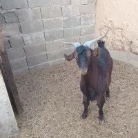 بز نر چپش|حیوانات مزرعه|شاهرود, |دیوار