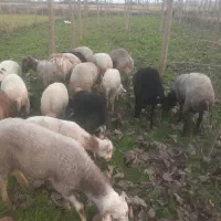 ۱۰۰۰۰۰۰۰ تومان