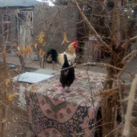 مرغ و خروس|حیوانات مزرعه|زرند, |دیوار