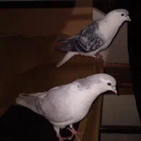 کبوتر رنگی ساده