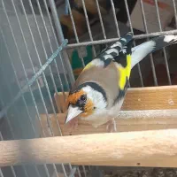 سهره گل بلند نر