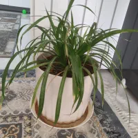 گل گندومی