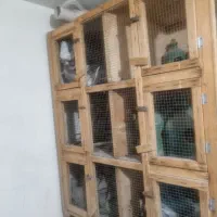 کبوتر کفتر|پرنده|تهران, خانیآباد|دیوار