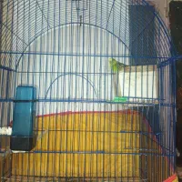 دوجفت مرغ عشق مولد|پرنده|زاهدان, |دیوار