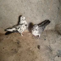 کبوتر پر|پرنده|فرخ‌شهر, |دیوار