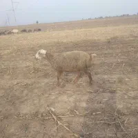 فروش یک راس شیشک