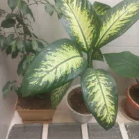 گل های طبیعی و زیبا|گل و گیاه طبیعی|دهگلان, |دیوار