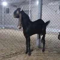 بزنر|حیوانات مزرعه|شادگان, |دیوار