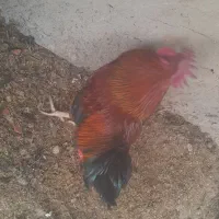 واگزاری‌خروس