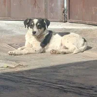 سگ پاکوتاه|سگ|پیر سلیمان, |دیوار