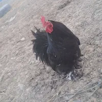 خروس کوشین فول کیفیت