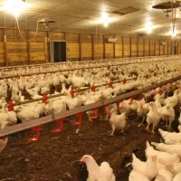 استخدام نیروی کار در واحد مرغ مادر