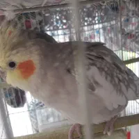 عروس هلندی ماده