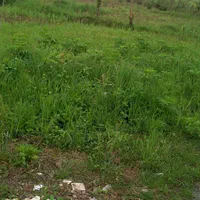 زمین تمام مسکونی تمام رویایی از املاک ابوالفضل|فروش زمین و ملک کلنگی|لاهیجان, کوی خزر|دیوار