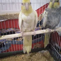 عروس هلندی|پرنده|هشترود, |دیوار