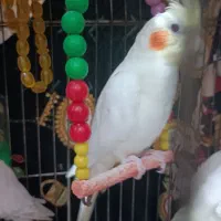 جوجه عروس هلندی ، دانه خور|پرنده|مشهد, شهید علی محمدی|دیوار