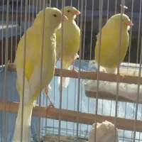 ۲ عدد نرقناری کاکلی و۳ قناری ازنظر جنسیت نامعلوم|پرنده|شاهرود, |دیوار