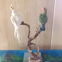 مجسمه|مجسمه، تندیس، ماکت|نیشابور, گنبد سبز|دیوار