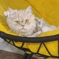 واگذاری غیر رایگان گربه|گربه|شهریار, شهرک وائین|دیوار