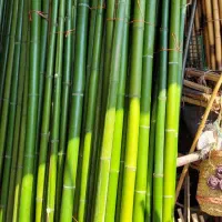 نی بسته ای|سازهای بادی|گرگان, |دیوار