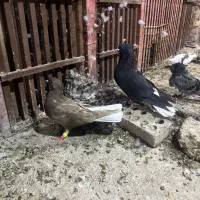 دمسفید ماده