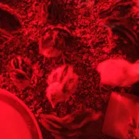 فروش مرغ و خروس بلدرچین ، جوجه ۵ روزه  ۱۵ تومان