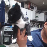 سگ سایزریز سه ماهه|سگ|مشهد, نوید|دیوار