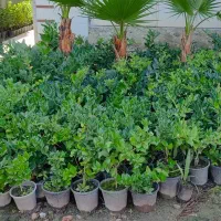 کامیس نکدار ، پالم ، فوتونیا ، یاس ، شمشاد|خدمات باغبانی و درختکاری|کلاچای, |دیوار