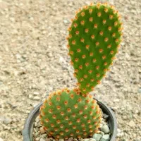 کاکتوس 10 تومن