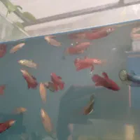 فایتر پلاکت