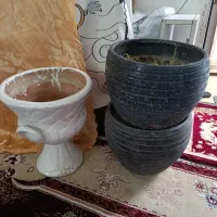 سه عدد گلدن آرپاتمان به قیمت مناسب