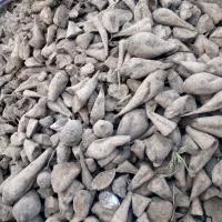 چغندر خورده