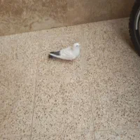 زاغ|پرنده|رابر, |دیوار