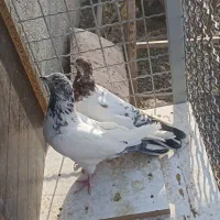 کفتر سرور کله ای  طوقی سفید اراکی کل دم