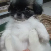 ۳ توله پا کوتاه و نر بالغ پیکینیز