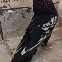 کبوتر سینه ای نر