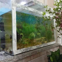 ماهی آکواریوم