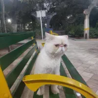 جفت گیری با گربه نر پرشین
