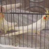 جوجه عروس هلندی