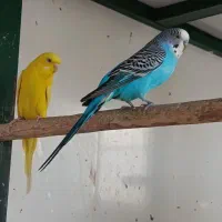 مرغ عشق از 100به تا 700|پرنده|قشم, |دیوار