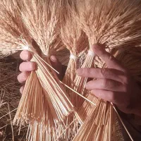 گندم سنبل ۶۰۰عدد