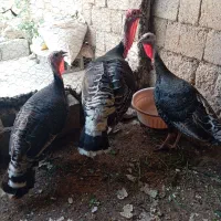 بوقلمون|حیوانات مزرعه|بندر گناوه, |دیوار