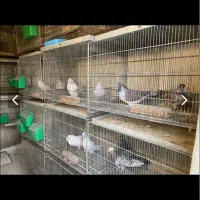 کپوتر پرشی|پرنده|بهارستان, |دیوار