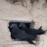 پرنده کبوتر