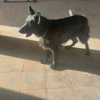 واگذاری سگ ژرمن شپرد بلک اصل|سگ|قم, کلهری|دیوار