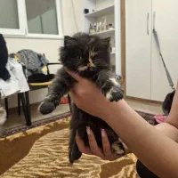 گربه اسکاتیش فولد