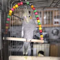 عروس هلندی|پرنده|اصفهان, محمودیه|دیوار