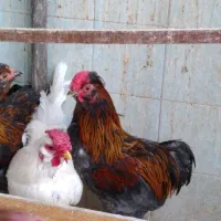 مرغ و خروس گلین