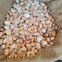بذر سیر گرگان